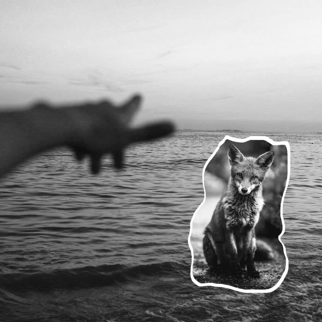 Stratégie marketing et positionnement par RenardRose & Co